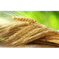 Компания на постоянной основе ЗАКУПАЕТ пшеницу, ячмень и др.